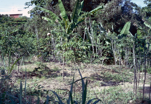 ein Schrebergarten